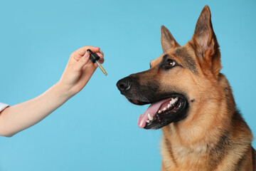 Wall Mural - Woman giving tincture to German Shepherd dog on turquoise background, closeup