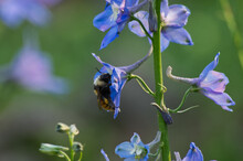 A Bee Collecting Pollen From A Delphinium