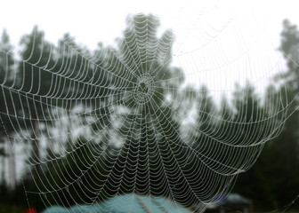 Wall Mural - spider web in the morning dew