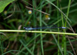 Pseudagrion Damsefly or Narrow Winged Damsefly in Northern Malawi Southern Africa