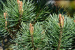 Scots pine Chantry Blue
