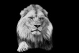 Fototapeta Sawanna - A lion with a black background