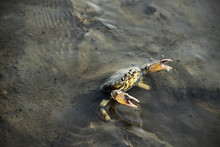 Yellow Crab In The Hole On A Black Wet Beach Sand