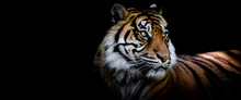 Template Of A Tiger With A Black Background