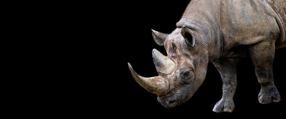 Sticker - Template of a rhino with a black background