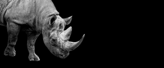 Wall Mural - Template of a rhino with a black background