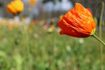 red poppy flower in field