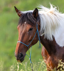 Poster - Horse portrait in summer pasture.