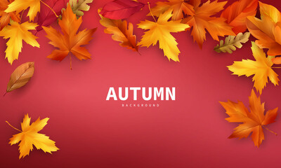 Wall Mural - Autumn sale falling leaves background nature