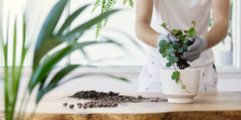 Wall Mural - Man gardeners transplanting plant in ceramic pots on the design wooden table. Concept of home garden. Spring time. Stylish interior with a lot of plants. Taking care of home plants. Template.