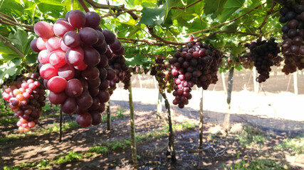 Sticker - Selective focus of many red grapes bunches hanged on a tree with green leaves in the garden