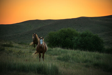 horses in the mountains