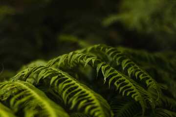 Wall Mural - fern leaf in the forest