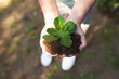 © Wavebreak Media - Hands of mixed race girl holding seedling in backyard