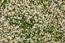 Top View Of A Camomile Or Ox-eye Daisy Meadow, Daisies, Top View,  Background Texture