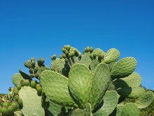 Landscape Of Opuntia Cactus With Green Fruits On Blue Sky Background. Green Prickly Pear (ficus Indica, Indian Fig Opuntia) Cactus, Flat Pads Leaves. Layout, Copy Space For Text. Majorca, Spain