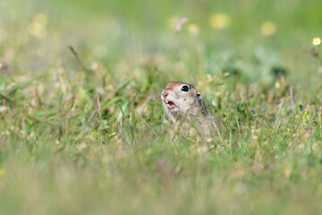 Wall Mural - Ground squirrel Spermophilus pygmaeus peeps out of the hole