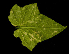 Cucumber Leaves Damaged By Fungus