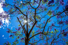 Blue Jacaranda Blossom Under The Sun
