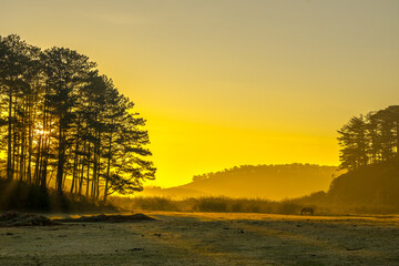 Wall Mural - sunrise in the forest