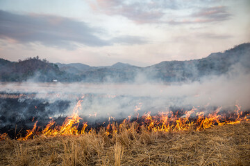 Poster - Wildfire in a bush and plains.