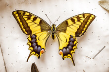 Common Yellow Swallowtail Butterfly On White Display