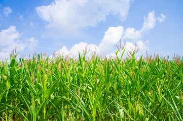 Agricultural crop corn with leaves on a blue sky background