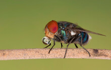 Close Up View Of A Blue Bottle Fly On A Wooden Stick, Dhaka, Bangladesh.
