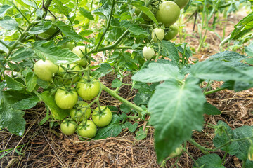 Green tomatoes grow in a vegetable garden in summer