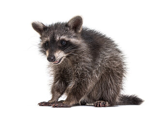 Wall Mural - raccoon standing in front, isolated on white