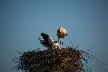 Wall Mural - Mother stork feeds a small stork