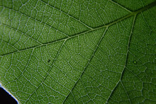 Closeup Photo Of Plant Leaf Veins Pattern