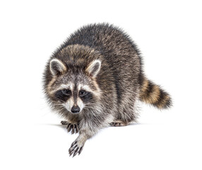Wall Mural - Young curious raccoon looking and leaning down on a white space, isolated