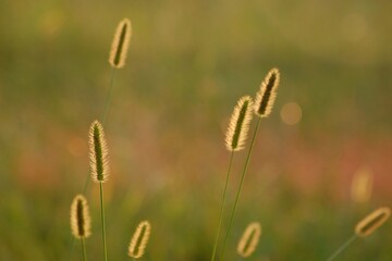 Background of plants, green color palette