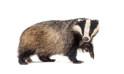 Sticker - European badger, six months old, Walking side view and looking at camera