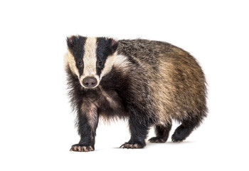 Poster - European badger, six months old, Walking side view and looking at camera