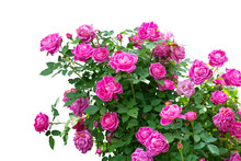 Blooming Pink Rose Bushes Isolated On White