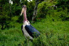 A Marabou Stork In Green Forest