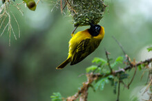 African Southern Masked Weaver On The Nest