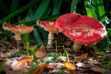 Wall Mural - Closeup of poisonous mushrooms in a forest