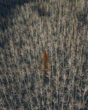 Aerial view of a lone conifer tree in the middle of a burnt aspen forest, USA