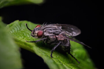 Sticker - flying insect close-up, Exotic Drosophila Fly Diptera Parasite Insect Macro, High Definition