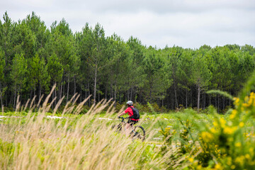 Wall Mural - cyclists on the cycle path crossing a beautiful forest