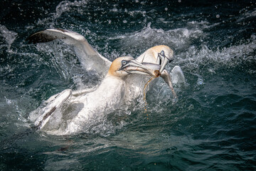Aufkleber - a pair of gannets, Morus bassanus, fighting over the same fish. Both have their beaks on it and it is starting to split