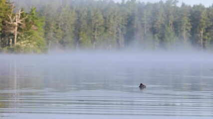 Sticker - Common Loons on a Lake Video Clip in 4k