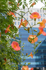  a trumpet creeper flower with tall building.