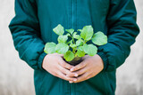 Fototapeta  - Plant Seedling Of Eggplants In Child Hands In Spring Garden Close Up.