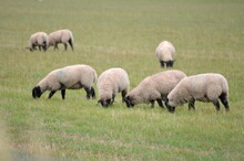 Flock Of Sheep Grazing In A Field, Hampshire, England, UK