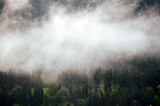 Fototapeta Fototapety na ścianę - Wierzchołki drzew las we mgle	
