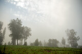 Fototapeta Tęcza - Widok oświetlonej polany we mgle z różnymi gatunkami drzew